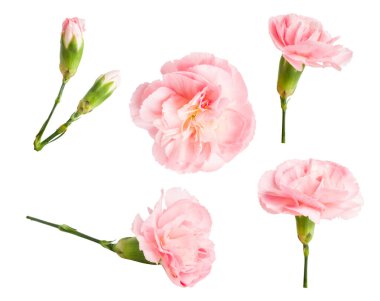 Boş bir arkaplanda pembe çiçekler.