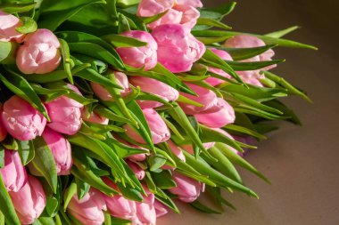 Güneş ışığında pembe laleler..