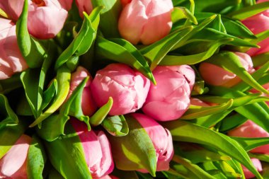 Güneş ışığında pembe laleler..