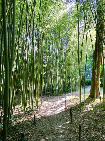 Японский Сад Сеоро Бертис — стоковое фото