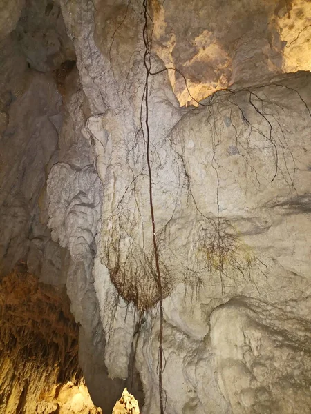Oak Roots Hanging Cave Urdax Navarra — Stock Photo, Image