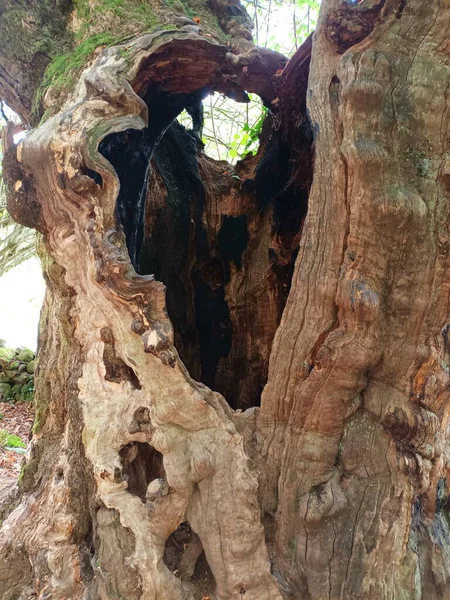 Centenary Oak Covered Moss Way Waterfall Xorroxin Navarra — Stock Photo, Image