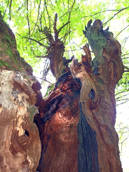 Centenary Oak Covered Moss Way Waterfall Xorroxin Navarra — Stock Photo, Image