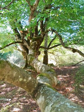 Navarra 'daki Urbasa Andia doğal parkındaki büyülü kayın ormanı.,