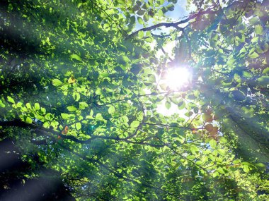 Navarra 'daki Urbasa Andia doğal parkındaki büyülü kayın ormanı.,