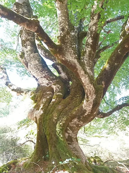 Zaczarowany Las Buków Parku Naturalnym Urbasa Andia Nawarze — Zdjęcie stockowe