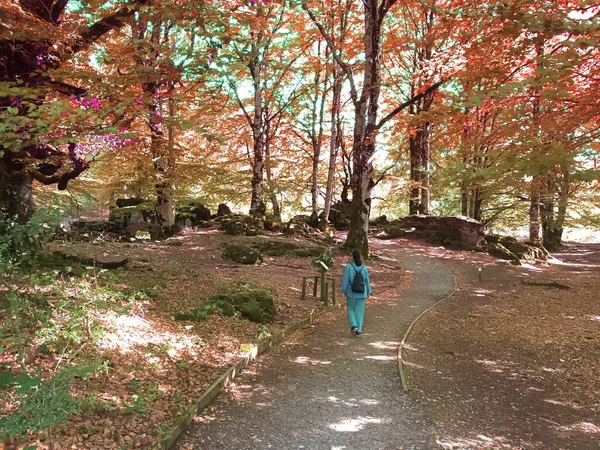 나바라에 우르바아 안디아 공원에 마법에 나무숲 — 스톡 사진