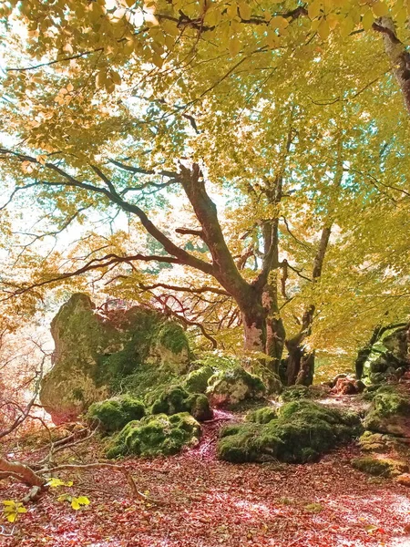 Kouzelný Les Buků Přírodním Parku Urbasa Andia Navarře — Stock fotografie