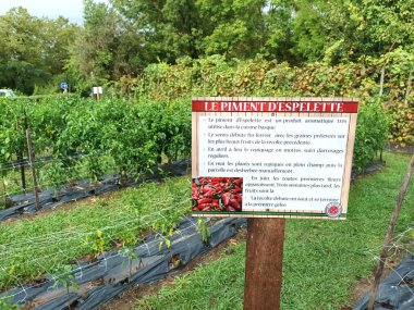 hanging Espelette peppers, the whole town lives off the tourism generated by the pepper industry clipart