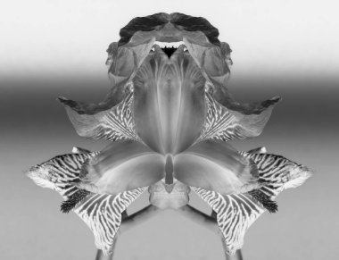symmetrical composition of lily flower black and white photography