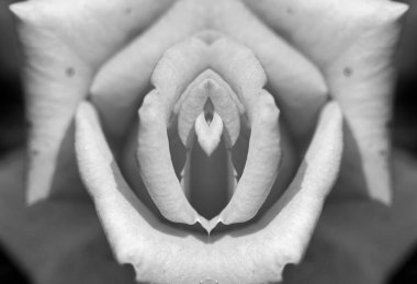Symmetrical black and white photograph of a pink flower that emulates the female sexual organ clipart