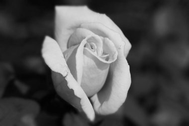 Soft and delicate texture of the petals of a rose, black and white photo