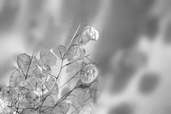 artistic photographs of the lunaria plant, in black and white, silver plant, ornamental plant.Texture