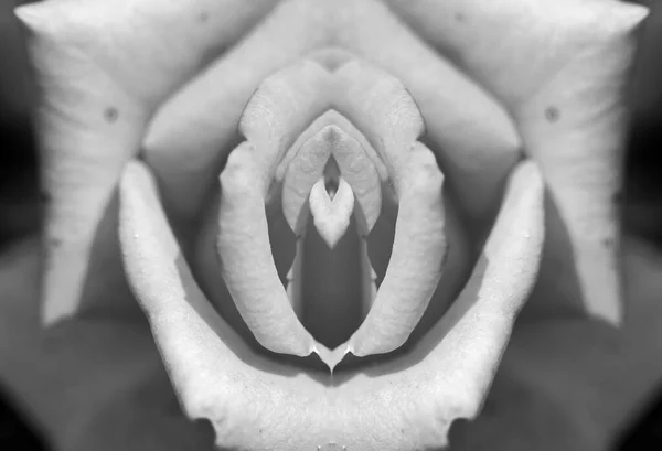 Symmetrical Black White Photograph Pink Flower Emulates Female Sexual Organ — стоковое фото
