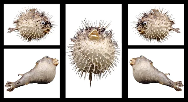 Σύνθεση Των Εικόνων Του Ψαριού Blowfish Και Του Σκαντζόχοιρου — Φωτογραφία Αρχείου