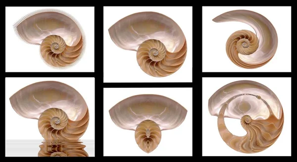 Composizione Variazioni Decorative Del Guscio Nautilus — Foto Stock