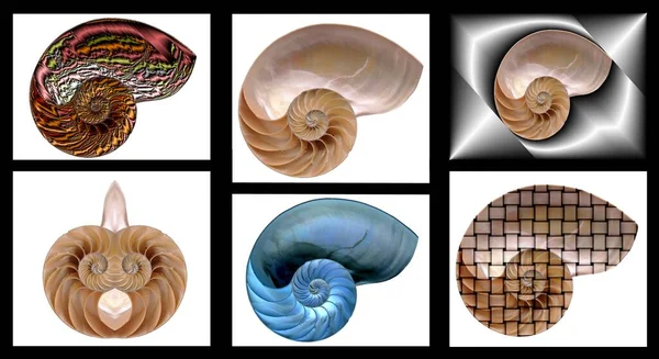 Σύνθεση Διακοσμητικές Παραλλαγές Του Κελύφους Nautilus — Φωτογραφία Αρχείου