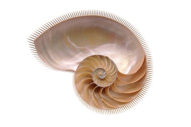 Nautilus kabuğunun yaratıcı varyasyonları, ikiye bölünmüş, beyaz arka planda içerisinin fotoğrafları, Fibonacci dizisini görebilirsiniz..