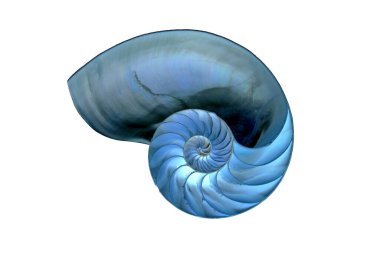 Nautilus kabuğunun yaratıcı varyasyonları, ikiye bölünmüş, beyaz arka planda içerisinin fotoğrafları, Fibonacci dizisini görebilirsiniz..