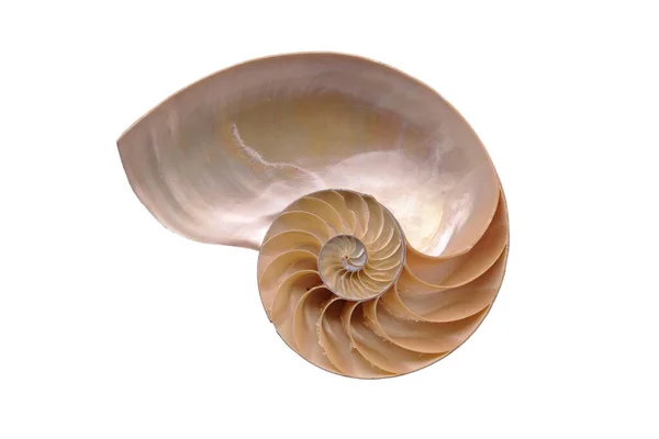 Nautilus Κέλυφος Χωρίζονται Στη Μέση Φωτογραφίες Του Εσωτερικού Λευκό Φόντο — Φωτογραφία Αρχείου