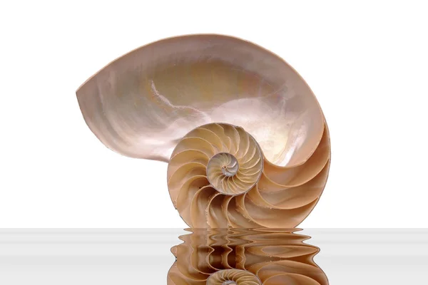 Nautilus Kagyló Kettévágott Vízen Fényképeket Belülről Fehér Alapon Láthatjuk Fibonacci — Stock Fotó