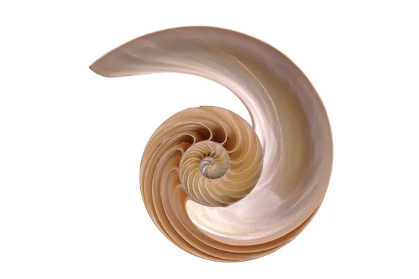 Kreative Variationen Der Nautilus Schale Halbiert Fotos Von Innen Auf — Stockfoto
