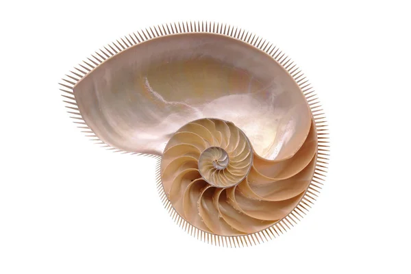 Kreatív Variációk Nautilus Kagylóhéjon Félbevágva Fehér Hátterű Belső Képek Látható — Stock Fotó