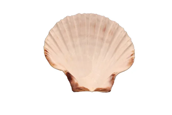 Scallop Shell Photographs Lower Part White Background — Stock Photo, Image