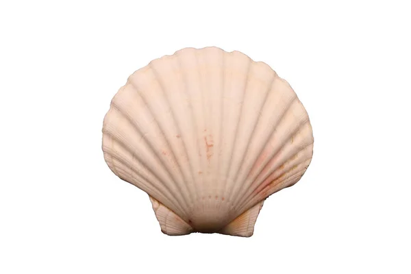 Scallop Shell Photographs Upper Part White Background — Stock Photo, Image