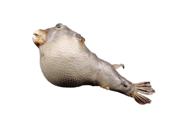 Blowfish Вид Профиля Белом Фоне — стоковое фото