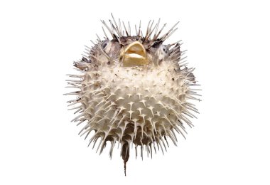 Kirpi balığının beyaz arka plandaki alt görüntüsünü kapat