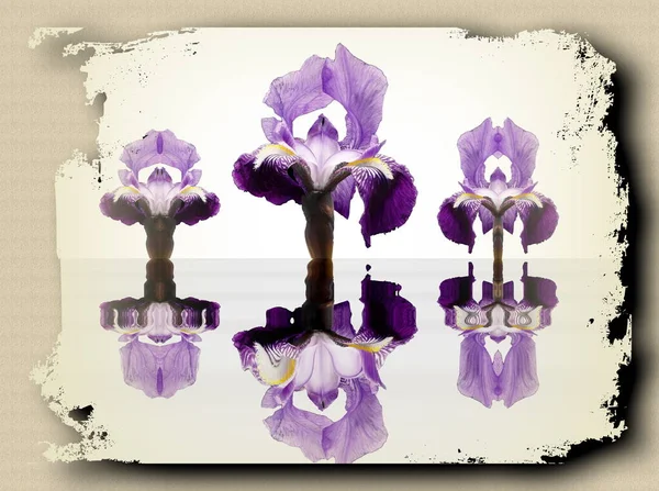 Ikebana Fleur Iris Malva Plante Sauvage Plante Ornementale — Photo