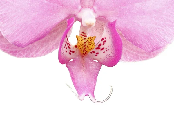 Makro Obrázek Růžové Orchideje Květiny Bílém Pozadí — Stock fotografie