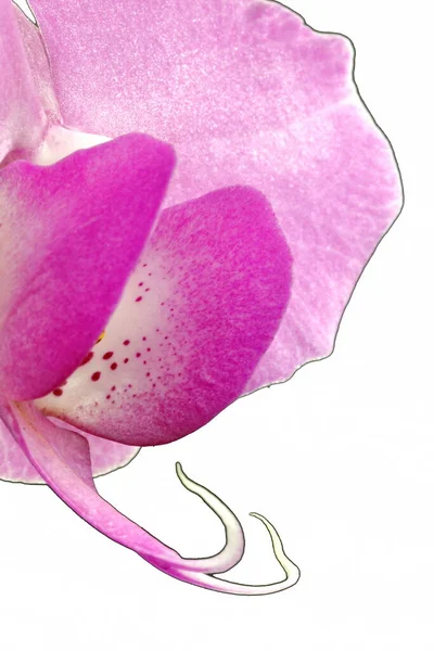 Makro Obrázek Růžové Orchideje Květiny Bílém Pozadí — Stock fotografie