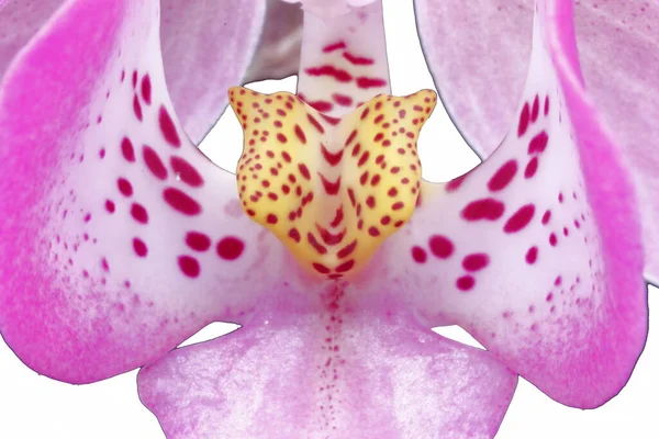 Makrobild Einer Rosa Orchideenblume Auf Weißem Hintergrund — Stockfoto