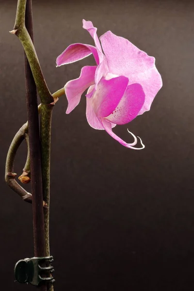 Makro Obrázek Růžové Orchideje Profilu Dlouhým Stonkem Tmavém Pozadí — Stock fotografie