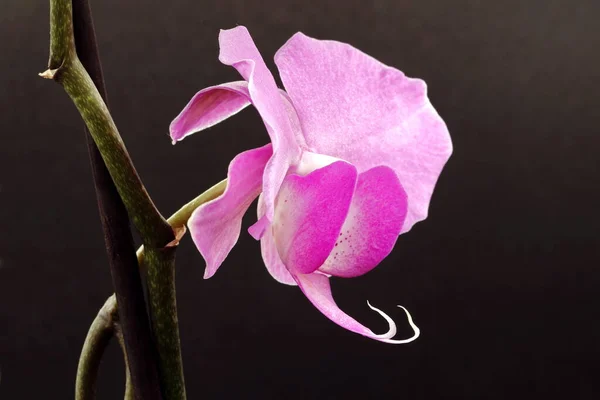 Makro Obrázek Růžové Orchideje Profilu Krátkým Stonkem Tmavém Pozadí — Stock fotografie