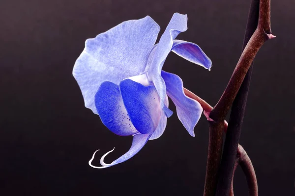 Macro Image Une Fleur Orchidée Bleue Profil Avec Une Tige — Photo