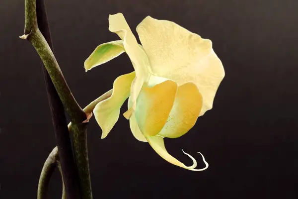 Makro Kép Egy Sárga Orchidea Virág Profilban Egy Rövid Szár — Stock Fotó