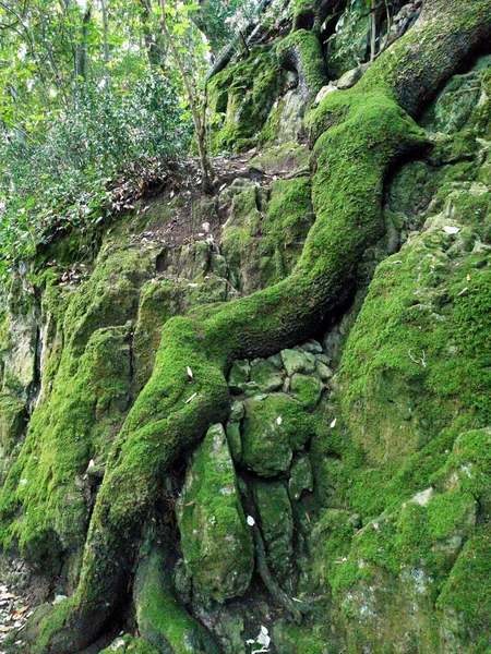 Widok Jak Mech Pokrywa Całą Roślinność Kamienie Obszarze Zwróconym Północ — Zdjęcie stockowe