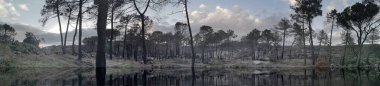 after the fire, panoramic photograph of a burned pine forest