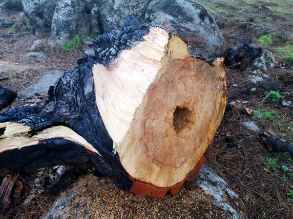 Pine Tree Burned Bark Fire Interior Has Been Saved Hoyo — Foto de Stock
