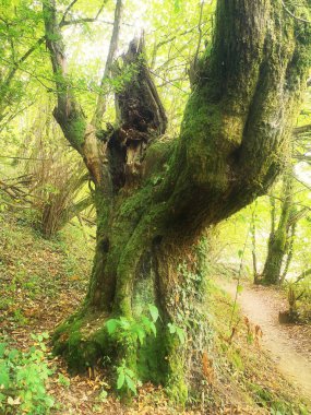 Navarra, xorroxin şelalesine giden yolda yosun kaplı yüzyıllık meşe ağacı, dağıtıcı filtre gizemli bir atmosfer yaratmak için kullanılır.