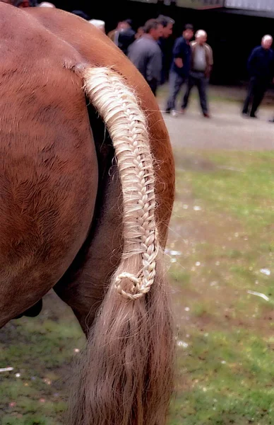 Traditional ornament of a horse\'s tail at the A Barqueira horse fair, A Coruna, Galicia, Spain, diffuser filter,