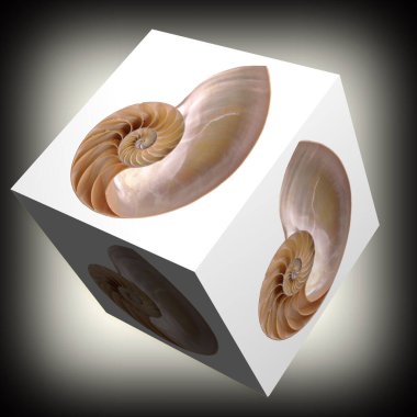 Lazer kesikli beyaz küp nautilus kabuğu, koyu gri kare vignette arkaplan,