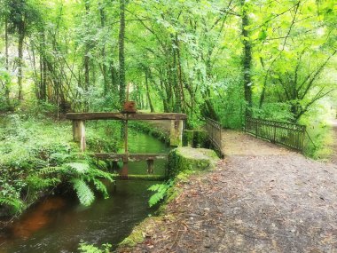 Souto da Retorta doğal parkında bir sulama kanalında, Lugo, Galiçya, İspanya,