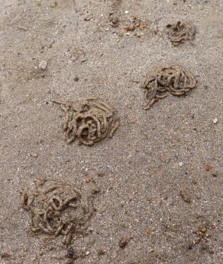 Arenicola marinası, adı deniz kumu altındaki galeriler olan habitatına atıfta bulunduğu için verilmiştir. diuser filtresi,