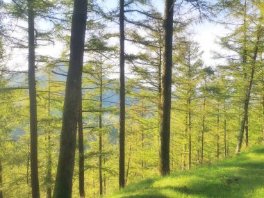 Baztan Vadisi, Navarra, İspanya,