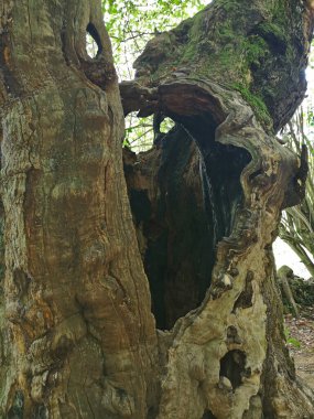 İspanya, Navarra ormanlarındaki yaşlı bir meşe ağacının fotoğrafı.,