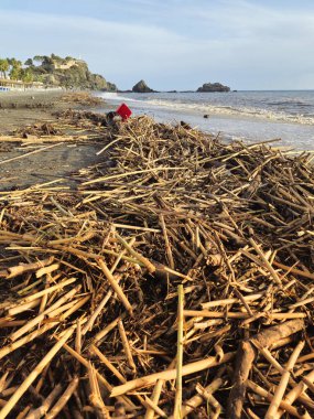 Trajedinin kalıntıları, Playa de San Cristobal, Almuecar, Granada sahilleri, 29-2024 Ekim tarihleri arasında nehrin onları denize atmasından sonra dalgaların getirdiği sazlıklar.,